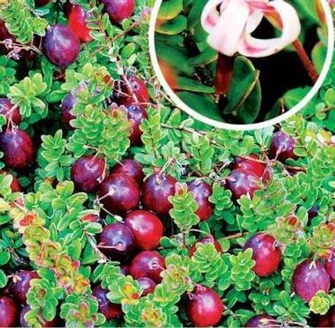 Vaccinium macrocarpon 'Stevens'