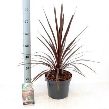 Cordyline australis 'Red Star'