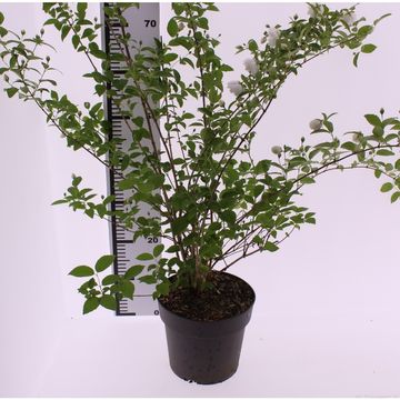 Philadelphus PEARLS OF PERFUME