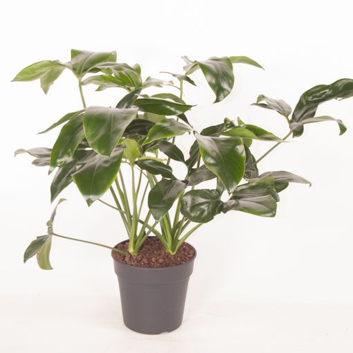 Philodendron 'Green Wonder' (Ammerlaan, The Green Innovater)