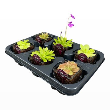 Pinguicula MIX