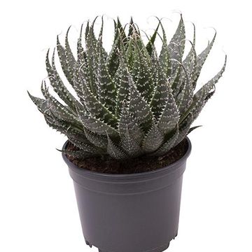 Aloe aristata