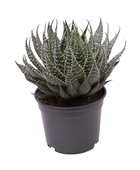 Aloe aristata
