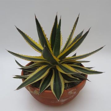 Agave lophantha 'Quadricolor'