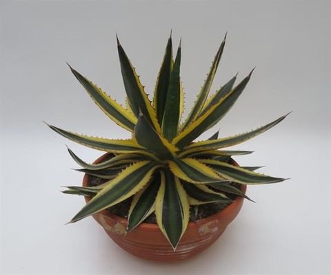 Agave lophantha 'Quadricolor'
