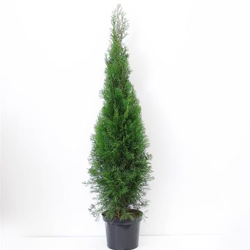 Thuja occidentalis 'Smaragd'