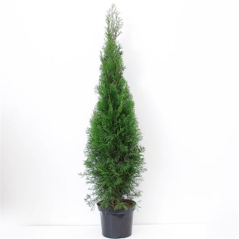 Thuja occidentalis 'Smaragd'