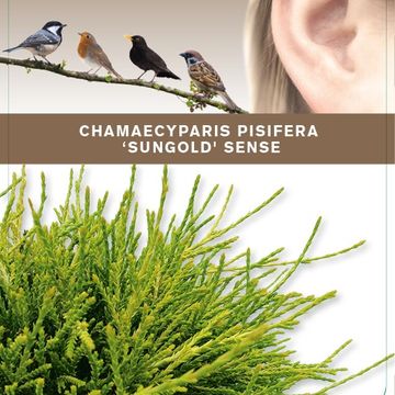 Chamaecyparis pisifera 'Sungold'