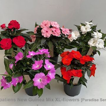 Impatiens PARADISE MIX