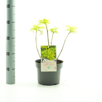 Sambucus nigra GOLDEN TOWER