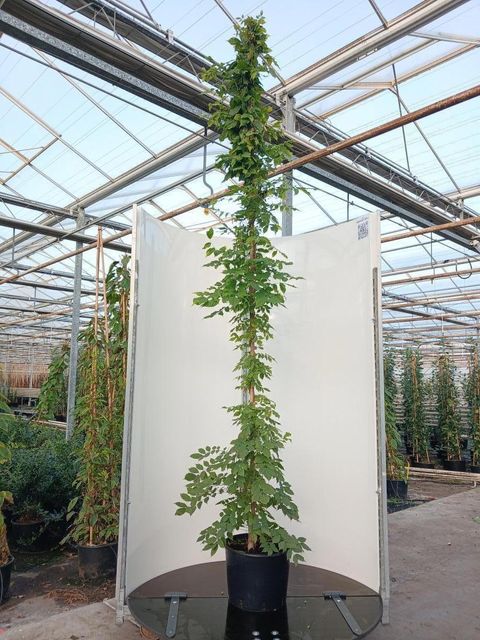 Wisteria floribunda 'Multijuga'