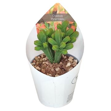 Crassula pyramidalis