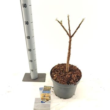 Edgeworthia chrysantha 'Grandiflora'