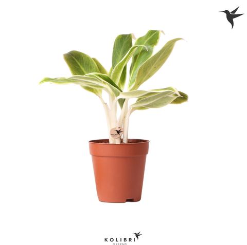 Aglaonema 'Lipstick Green'