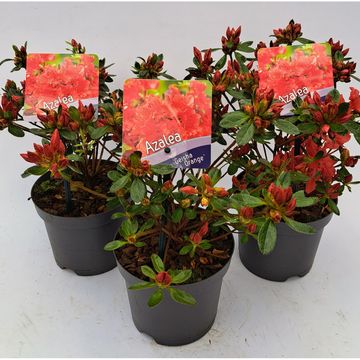 Rhododendron GEISHA ORANGE (AJ)