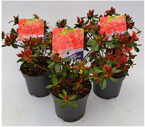 Rhododendron GEISHA ORANGE (AJ)