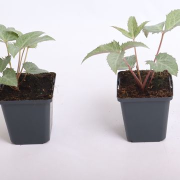 Helleborus x sternii 'Silver Dollar'