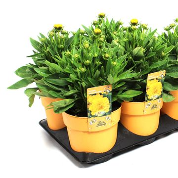 Coreopsis grandiflora SOLANNA GOLDEN SPHERE