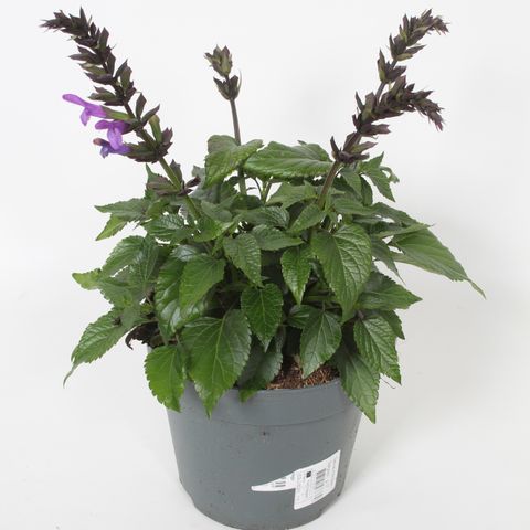 Salvia SALGOON MIX