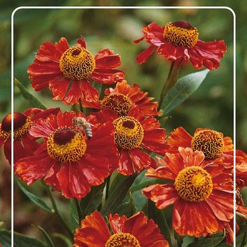Helenium 'Red Army'