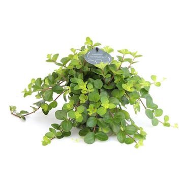 Peperomia rotundifolia