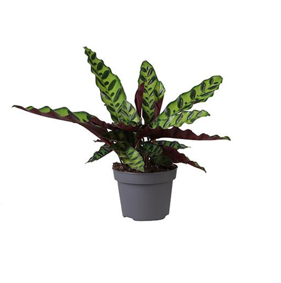 efeutute kaufen ikea XXL Efeutute am Stab 130cm – Green Me Up