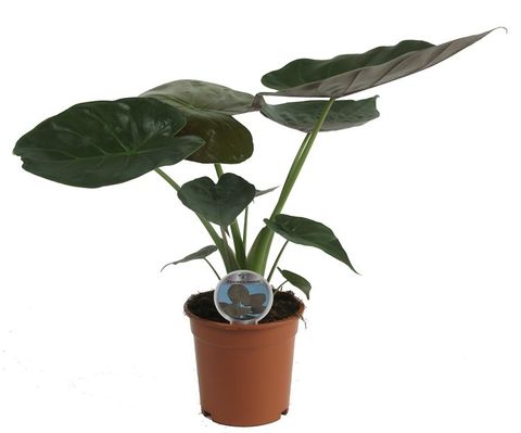 Alocasia wentii