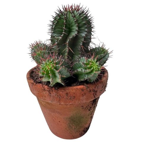 Euphorbia horrida