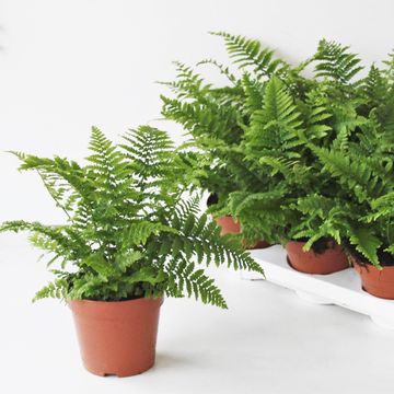 Dryopteris affinis 'Crispa'