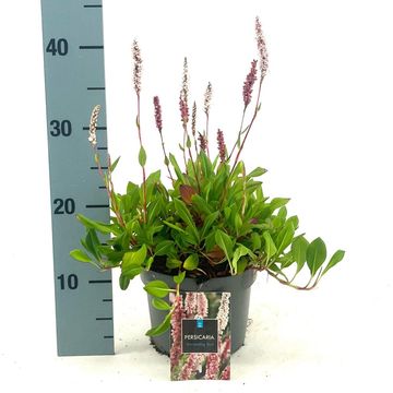Persicaria affinis 'Darjeeling Red'