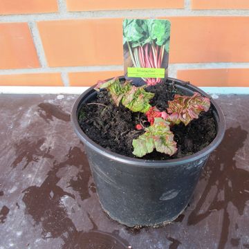 Rheum rhabarbarum