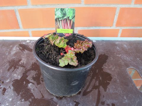 Rheum rhabarbarum