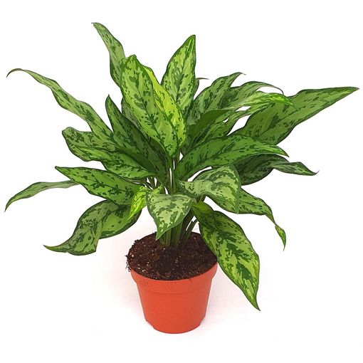 Aglaonema 'Romeo'