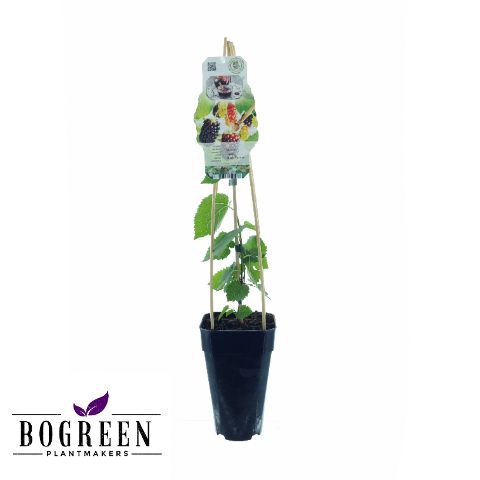 Morus nigra 'Black Persian'