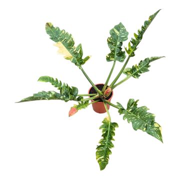 Filodendro 'Ring of Fire'