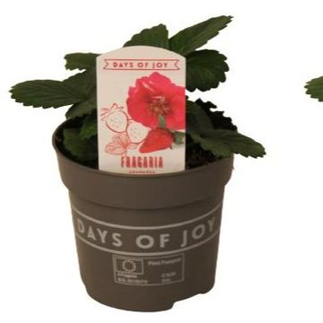 Fragaria x ananassa 'Summer Breeze'