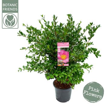 Camellia sasanqua PINK
