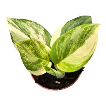 Scindapsus treubii 'Albo'