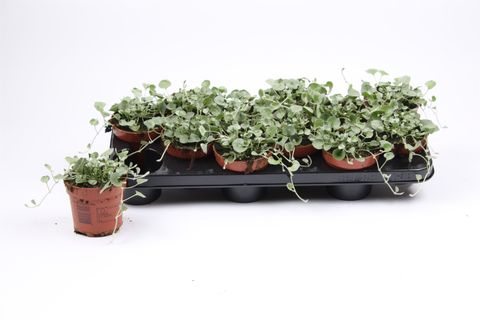 Dichondra argentea 'Silver Falls'