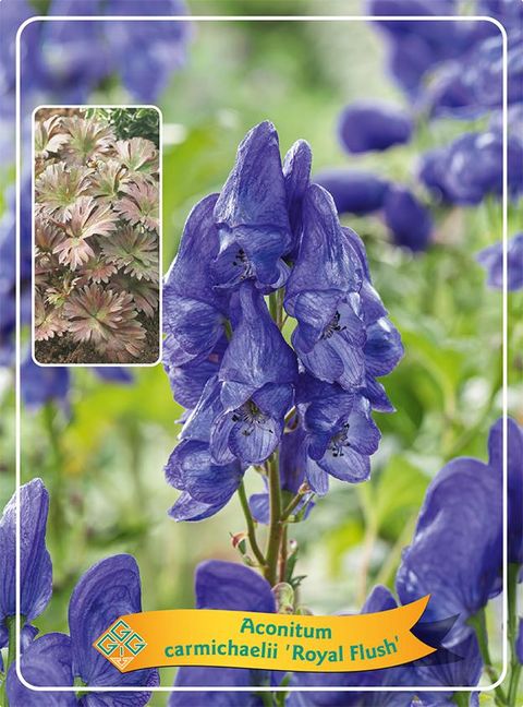 Aconitum carmichaelii 'Royal Flush'