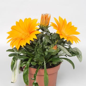 Gazania rigens GIANT DEEP ORANGE