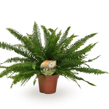 Nephrolepis exaltata 'Green Lady'