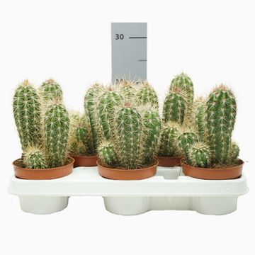 Pachycereus pringlei