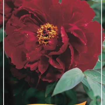 Paeonia suffruticosa MIX