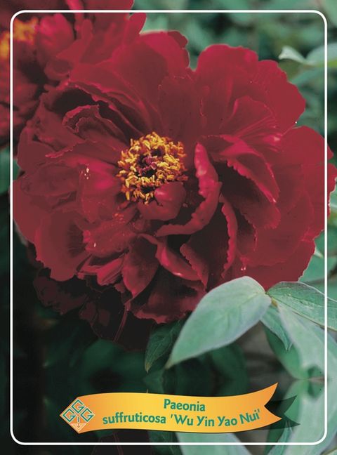 Paeonia suffruticosa MIX — Plant Wholesale FlorAccess