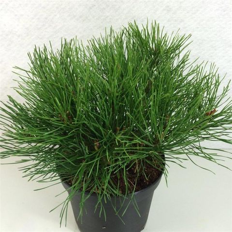 Pinus mugo pumilio