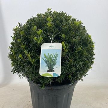 Taxus x media 'Farmen'