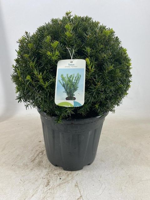 Taxus x media 'Farmen'