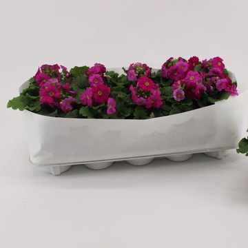 Primula obconica SWEET KISSES AMORE MAGENTA