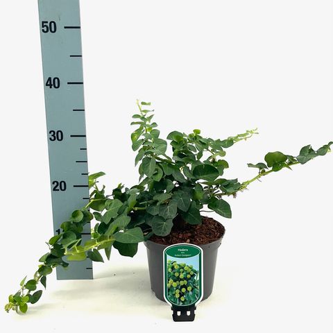 Hedera hibernica 'Arbori Compact'